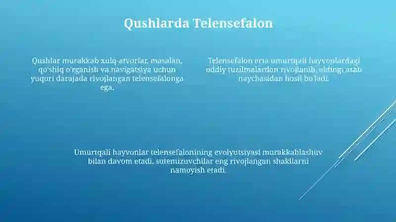 Hayvonlarda asab tizimining rivojlanishi va umurtqali hayvonlarda telensefalonning rivojlanishi 4