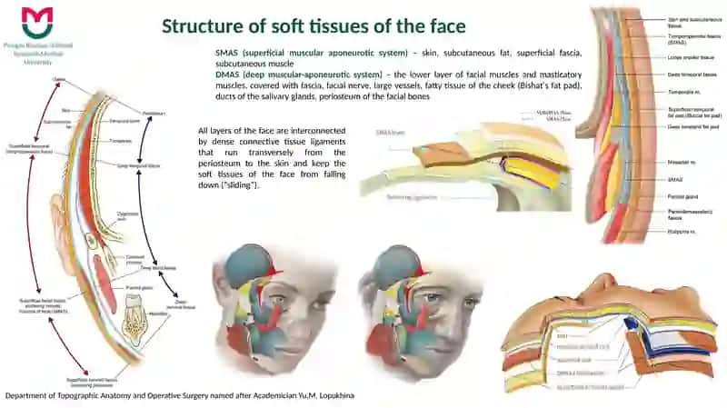 Topographic Anatomy of the Facial Part of the Head 4
