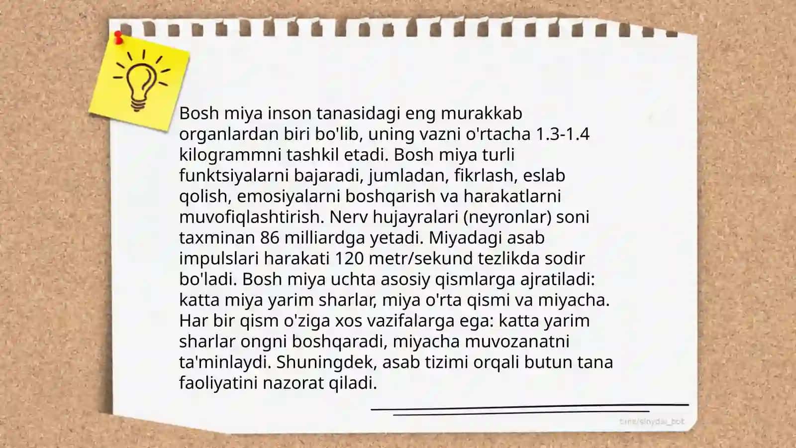 Bosh miya anatomiyasi 4
