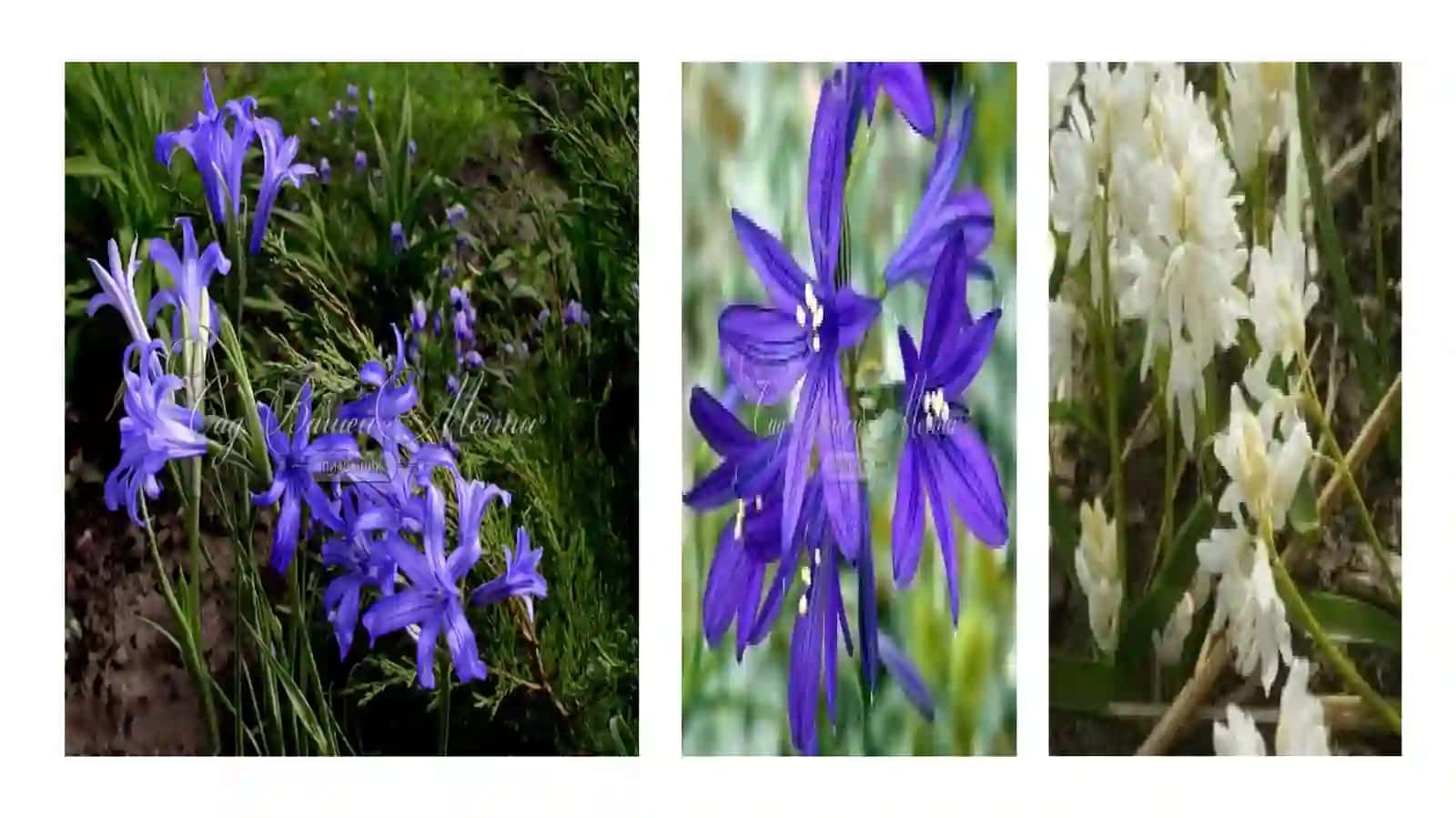 GULSAFSARDOSHLAR (IRIDACEAE) OILASI TURKUMI TURLARI NOMENKLATURASINI TAHLILI VA O’RGANISH QOIDALARI 4