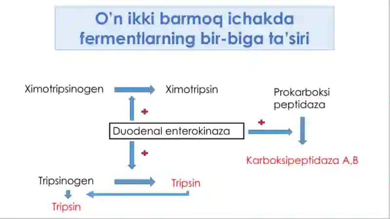 Hazmsistemasi:ingichkavayo’g’onichakdaovqathazmbo’lishi 4