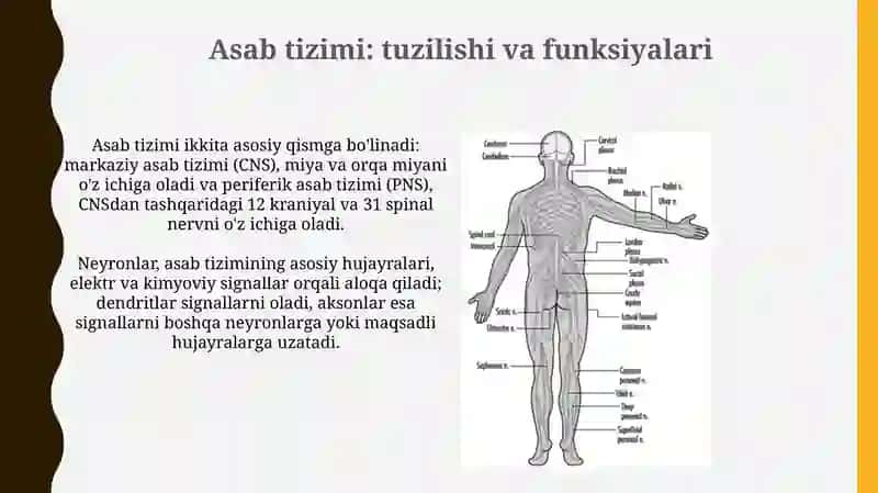 Xulq atvoring psixofiziologik asosi 4