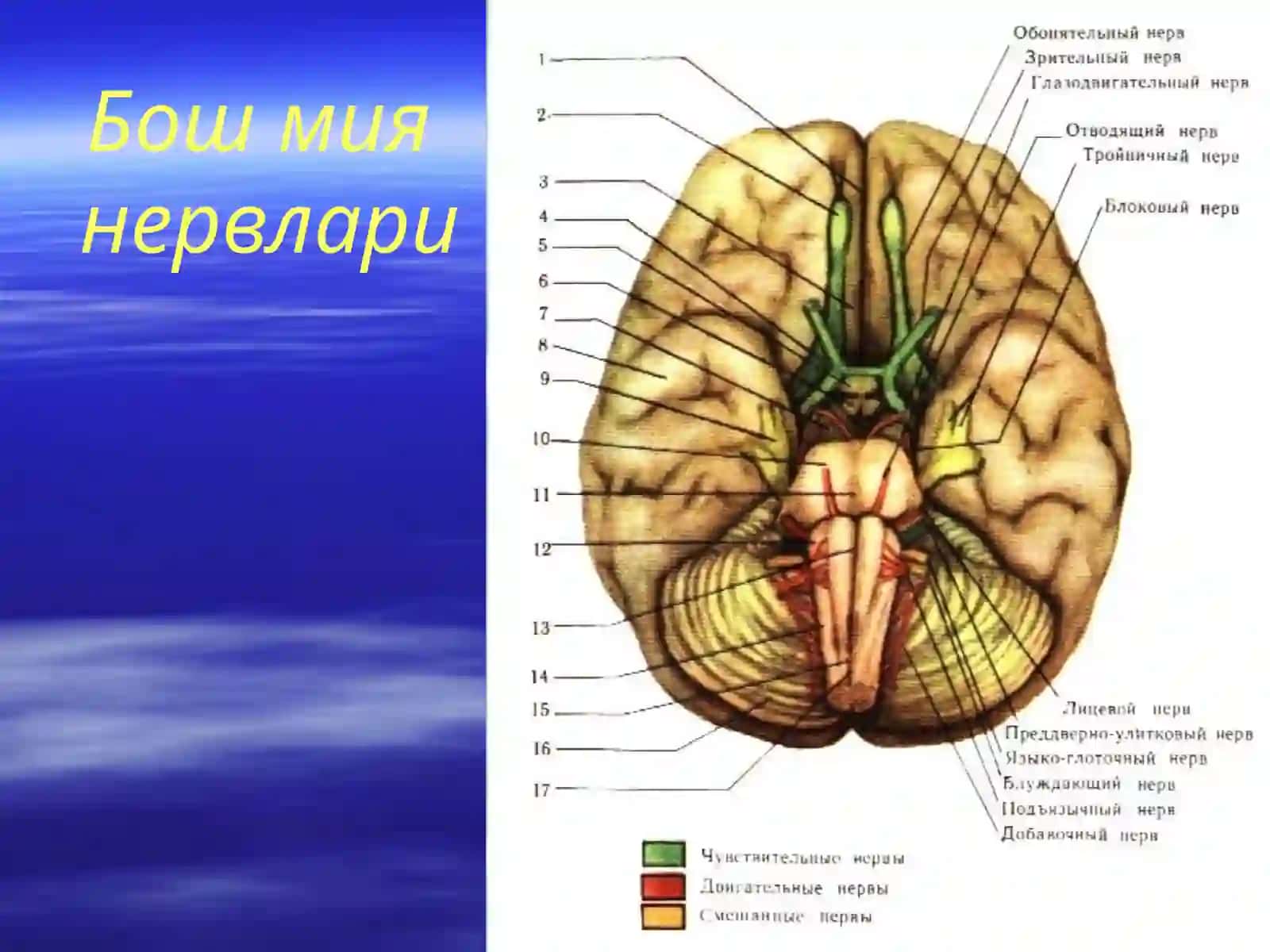 Нервларнинг классификацияси 4
