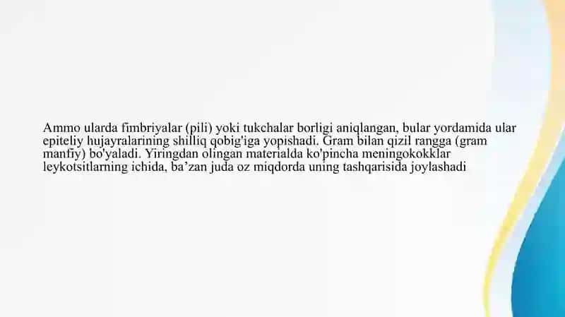 Neisseria meningitidis 4