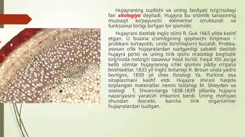 O‘simlik hujayratuzilishi 4