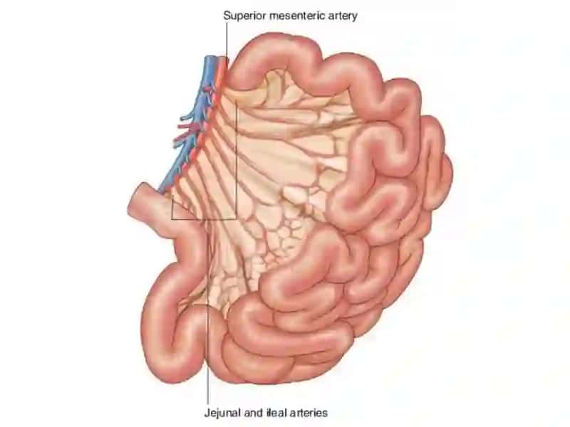 Enter et pancreas 4