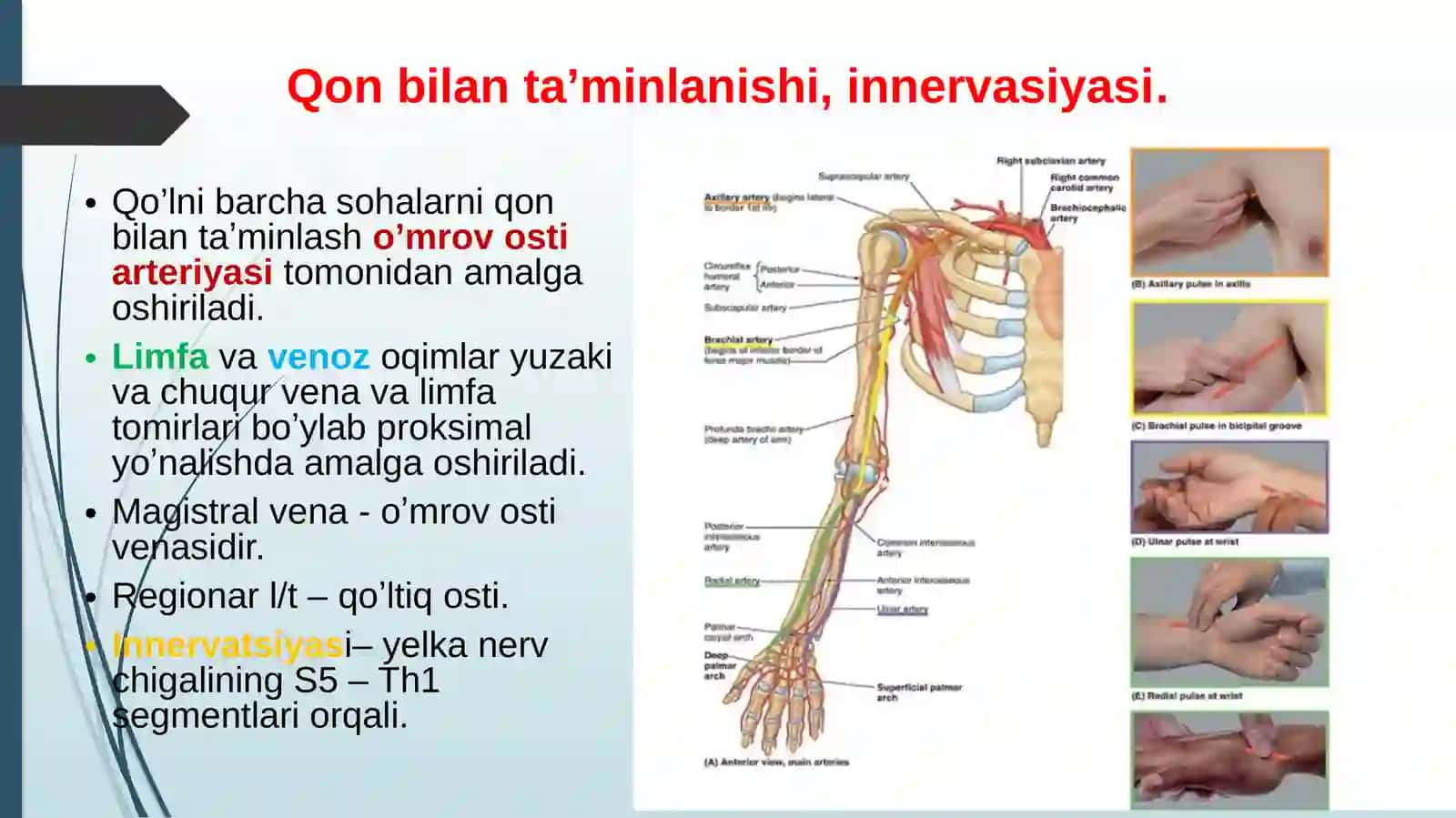 Qo'l va oyoqning tapagrafik anatomiyasi 4