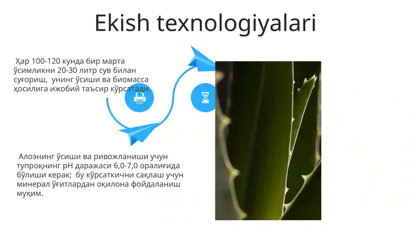 Aloe oʻsimligining yetishtirish texnologiyasi 4