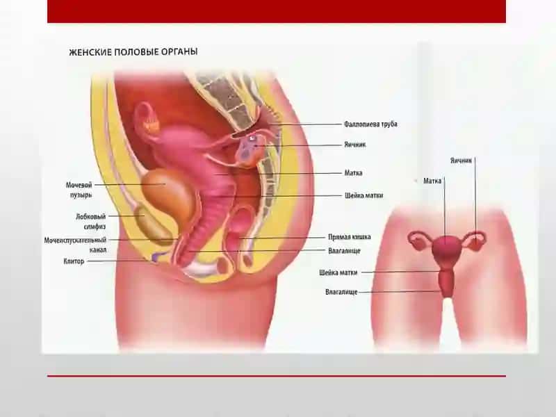 Акушер-гинекологик стационар тузилиши 4