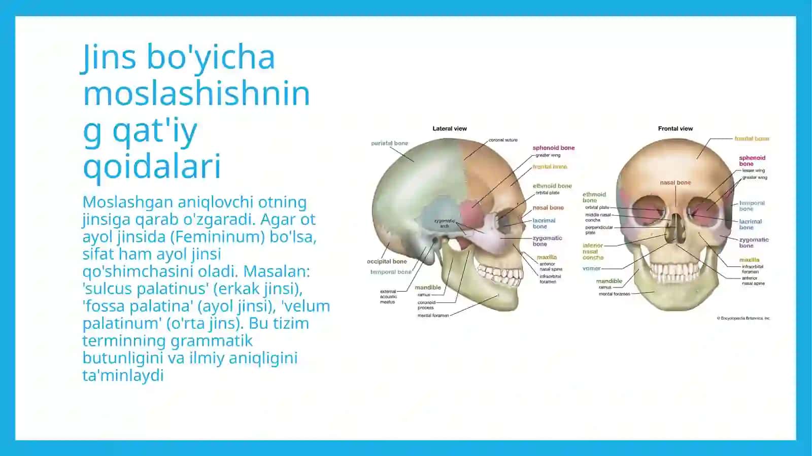 Moslashgan aniqlovchili anatomik terminlar/lotin tili 4