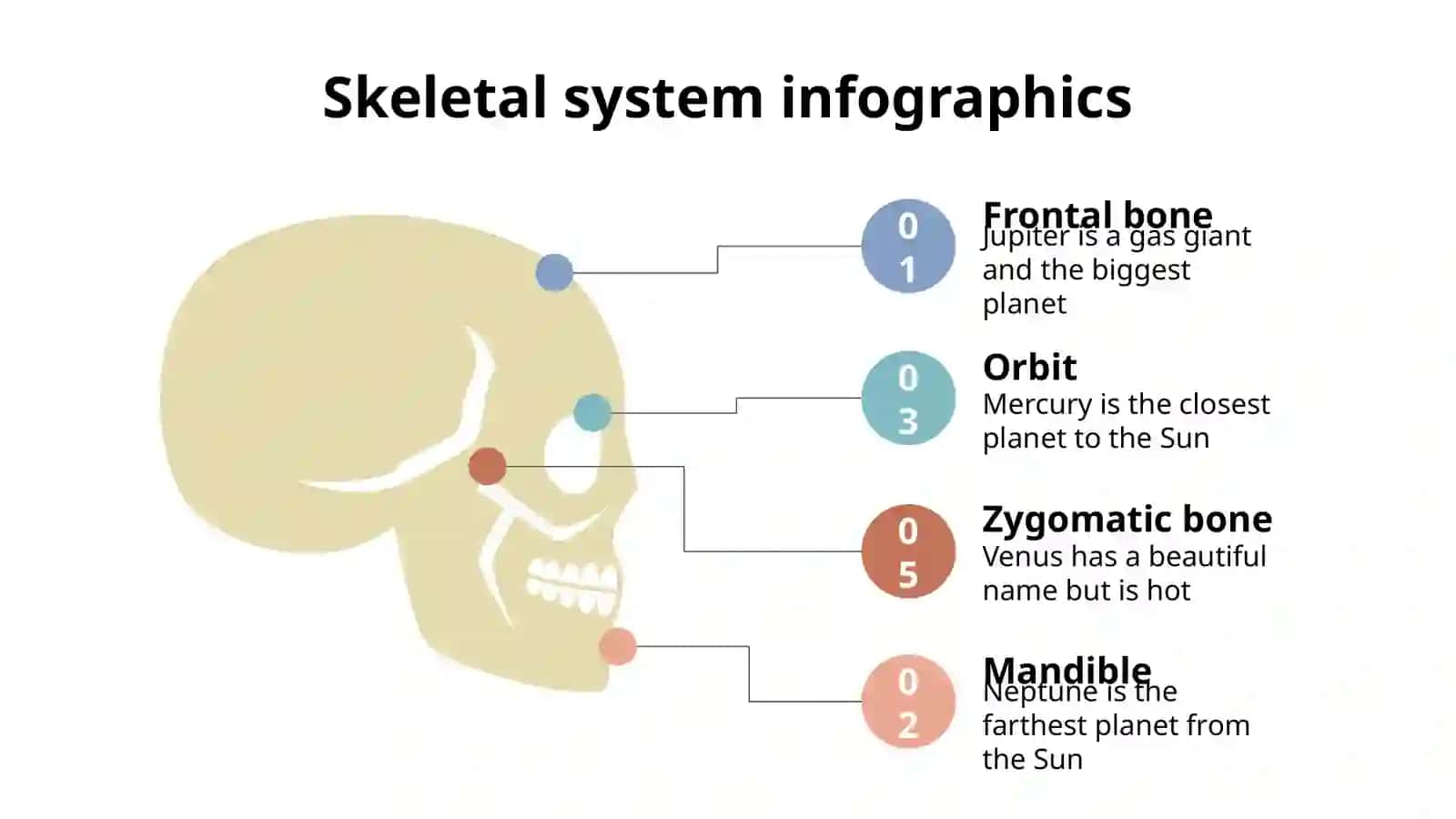 Skeletal System Infographics 4