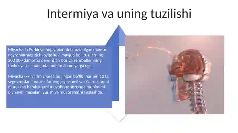 Miyachani tuzilishi 4
