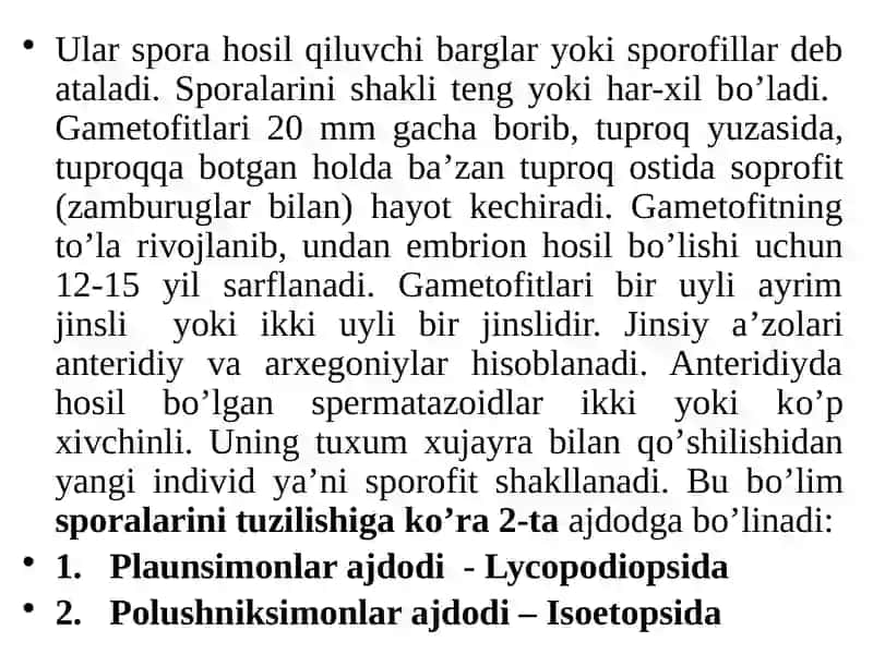 ПЛАУНТОИФА (LYCOPODIOPHYTA) ЎСИМЛИКЛАР БЎЛИМИ 4