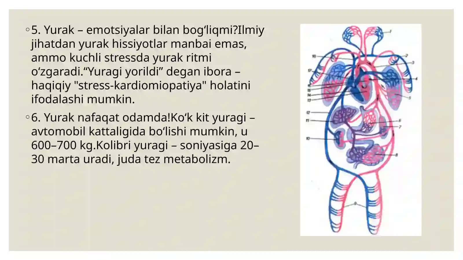 Yurak qontomirlari fiziologiyasi 4