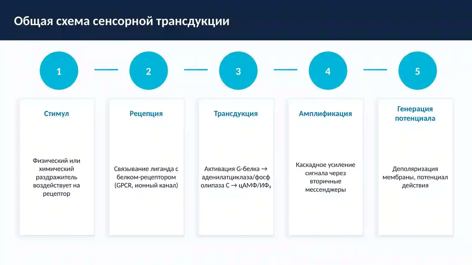 БИОХИМИЧЕСКИЕ ОСНОВЫ Деятельности сенсорных систем 4
