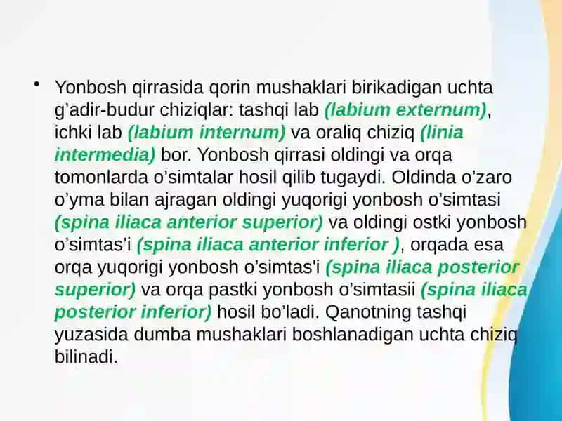 Chanoqsuyagi, Sonsuyagi, Boldirsuyagi, Oyoqpanjasisuyaklari 4