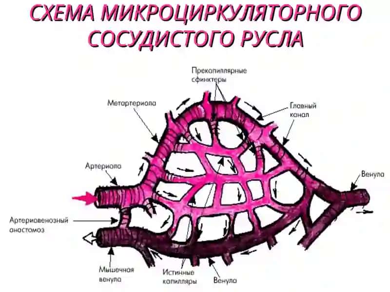 Физиология микроциркуляции 4