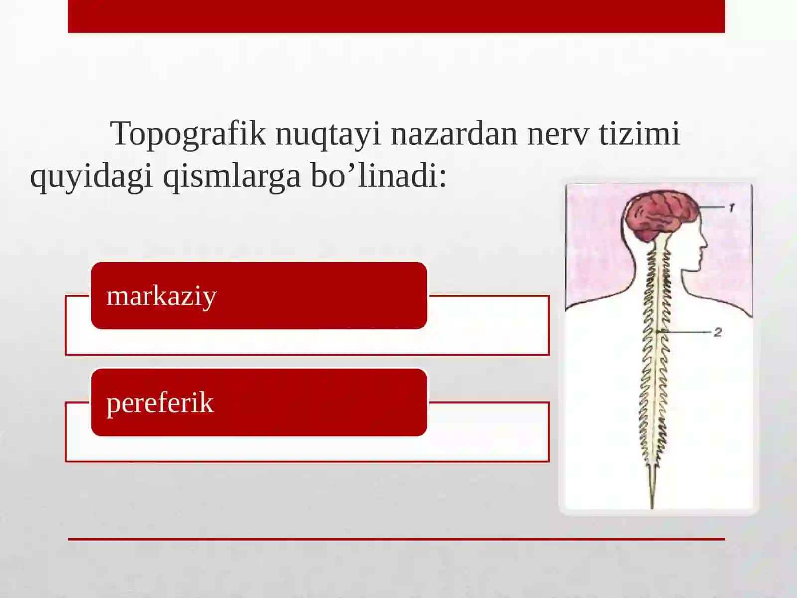 Nerv sistemasining tuzilishi mavzusida 4