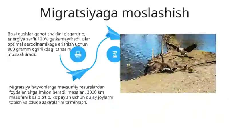 Migratsiya yoʻli bilan hayot kechiruvchi hayvonlar xilma xilligini aniqlash 4