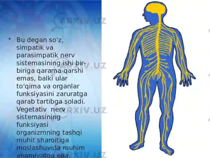 VEGETATIV ASAB TIZIMINING FIZIOLOGIYASI 4