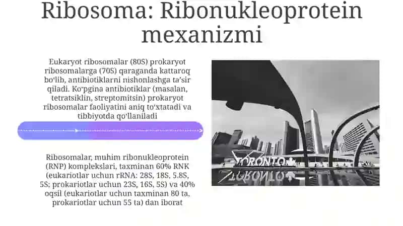 Ribosomalar, ularning tuzilishi, funktsional holatining ahamiyati 4