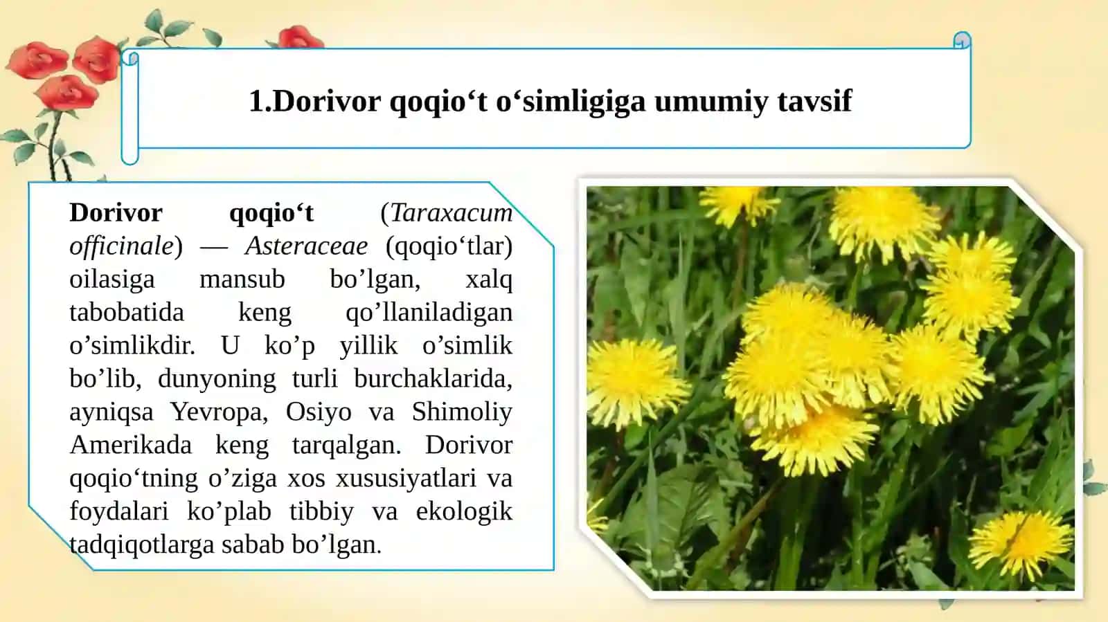 Dorivor qoqioʻt, (Одуванчик лекарственный )- Taraxacum officinale oʻsimligining urugʻchiligi 4