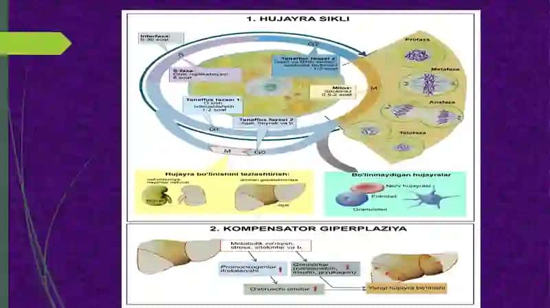 Ҳузайра патофизиологияси 4