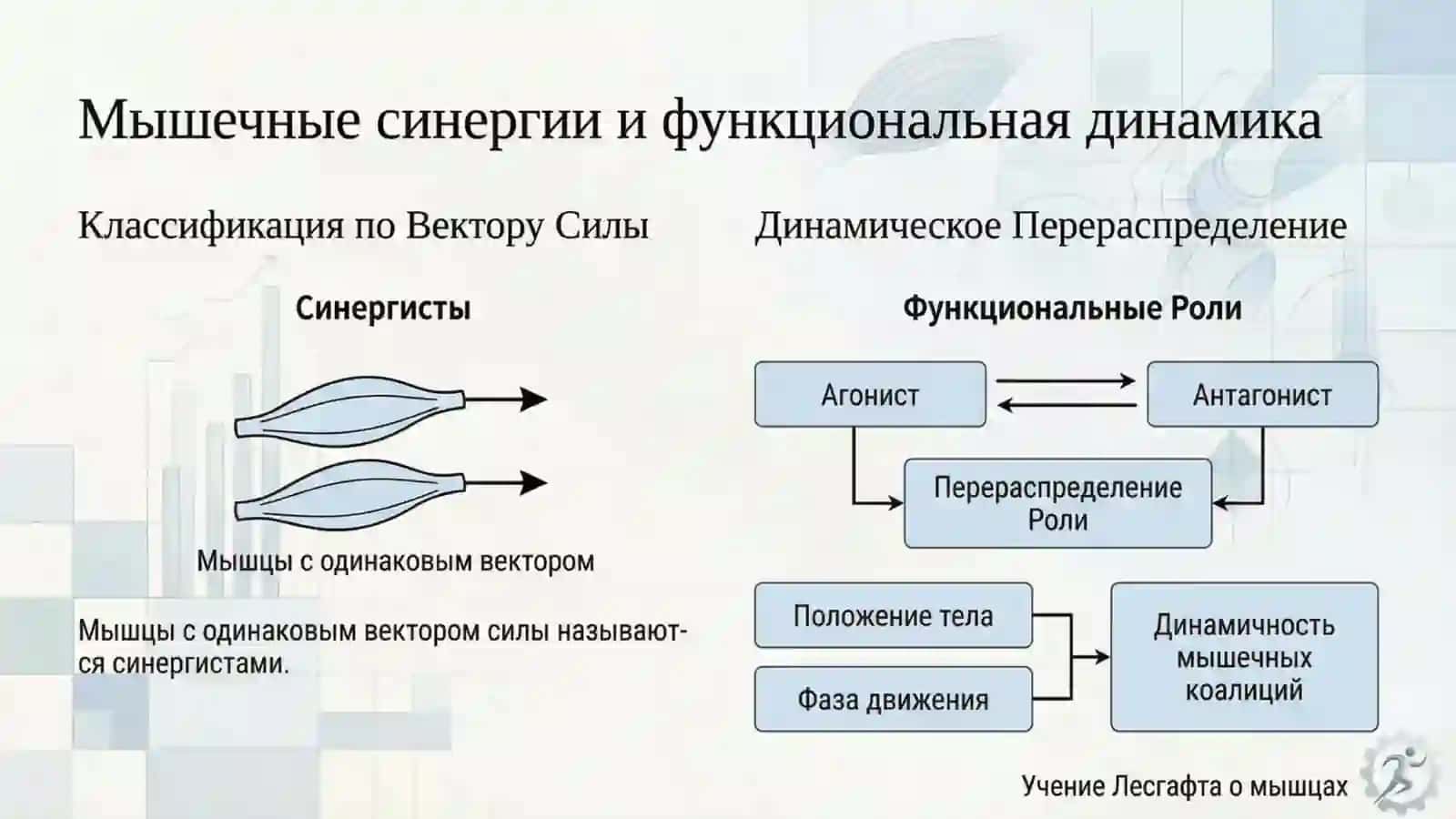 биомеханика мышц 4