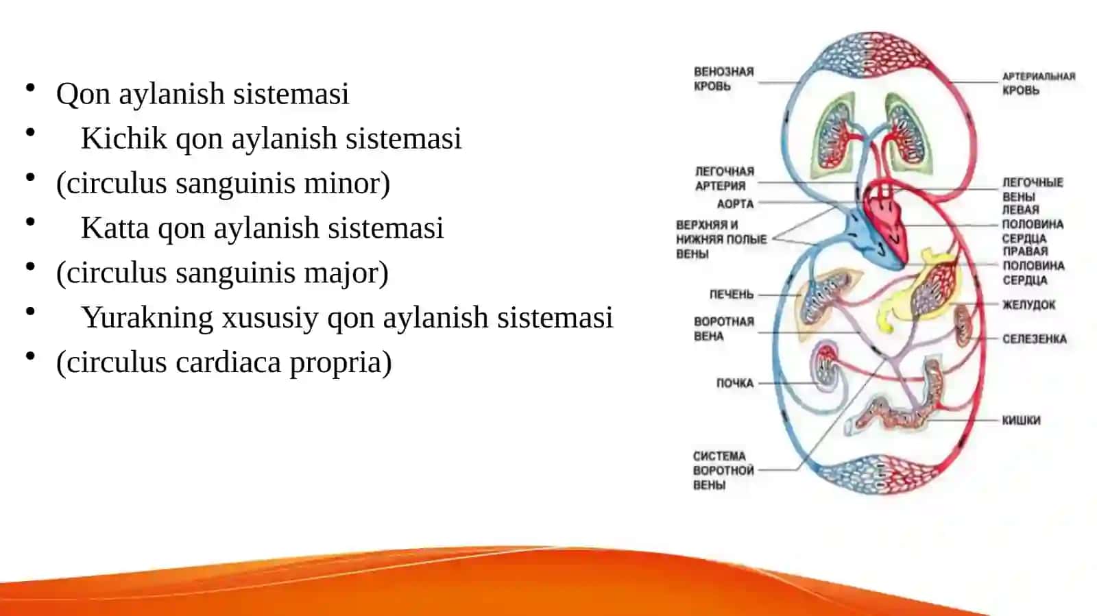 Yurak tuzilishi va o‘tkazuv sistemasi 4