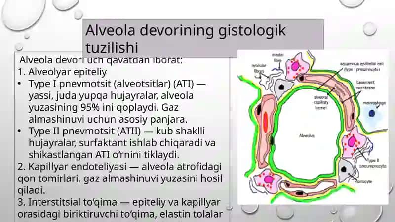 ATSINUSNING GITOFIZIOLOGIYASI. O’PKANING REGENERATSIYASI VA TRANSPLANTATSIYASI 4