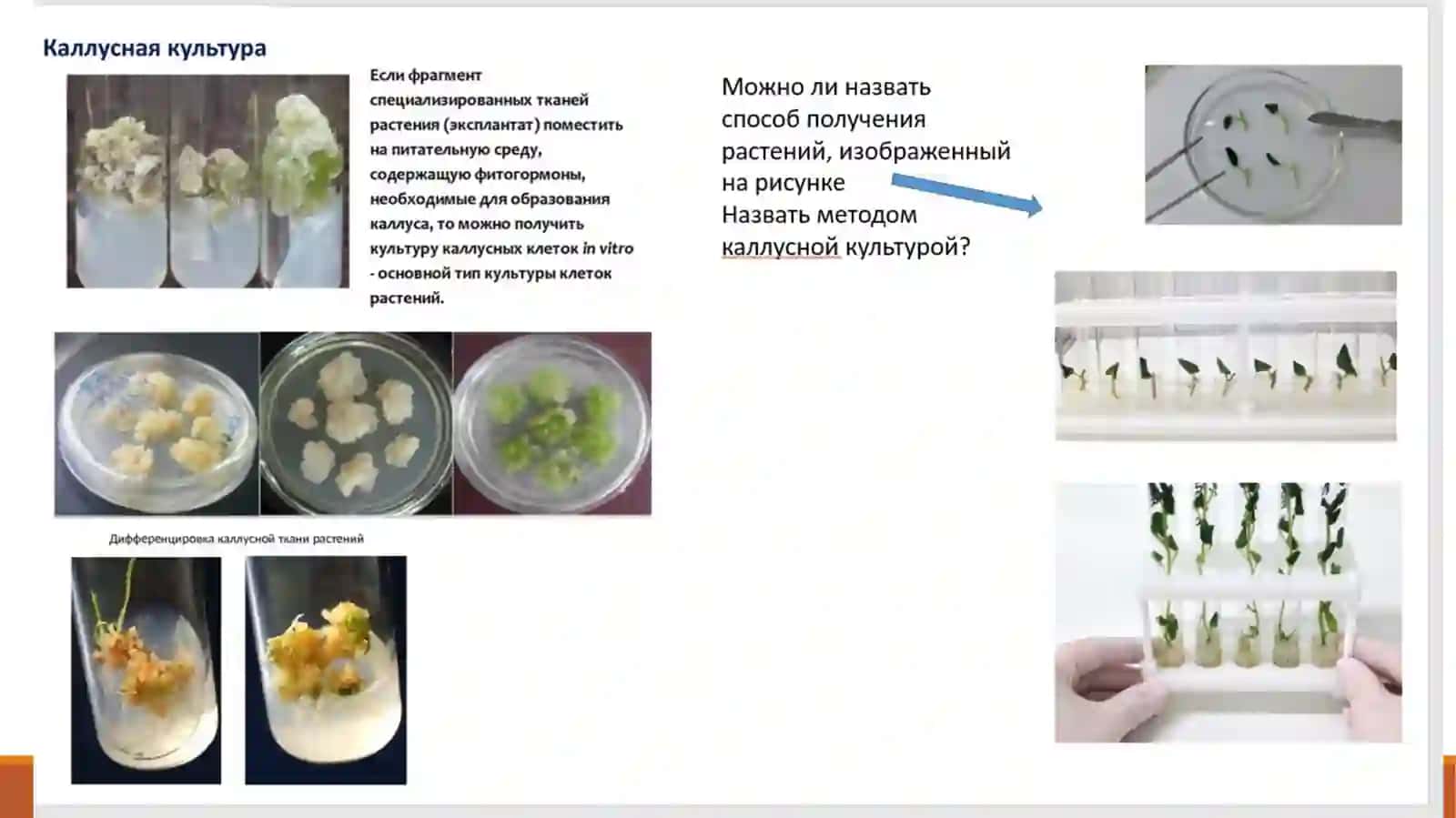 Биотехнологии в сельском хозяйстве 4