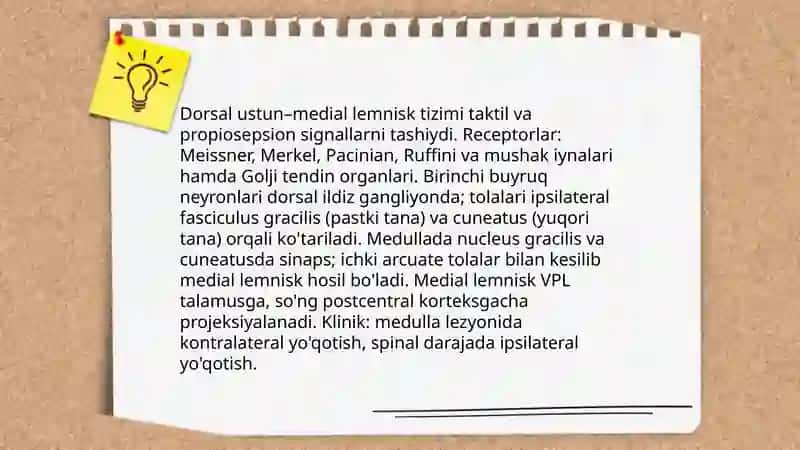 Orqa va bosh miyaning sezuvchi o'tkazuvchi yo'llari 4