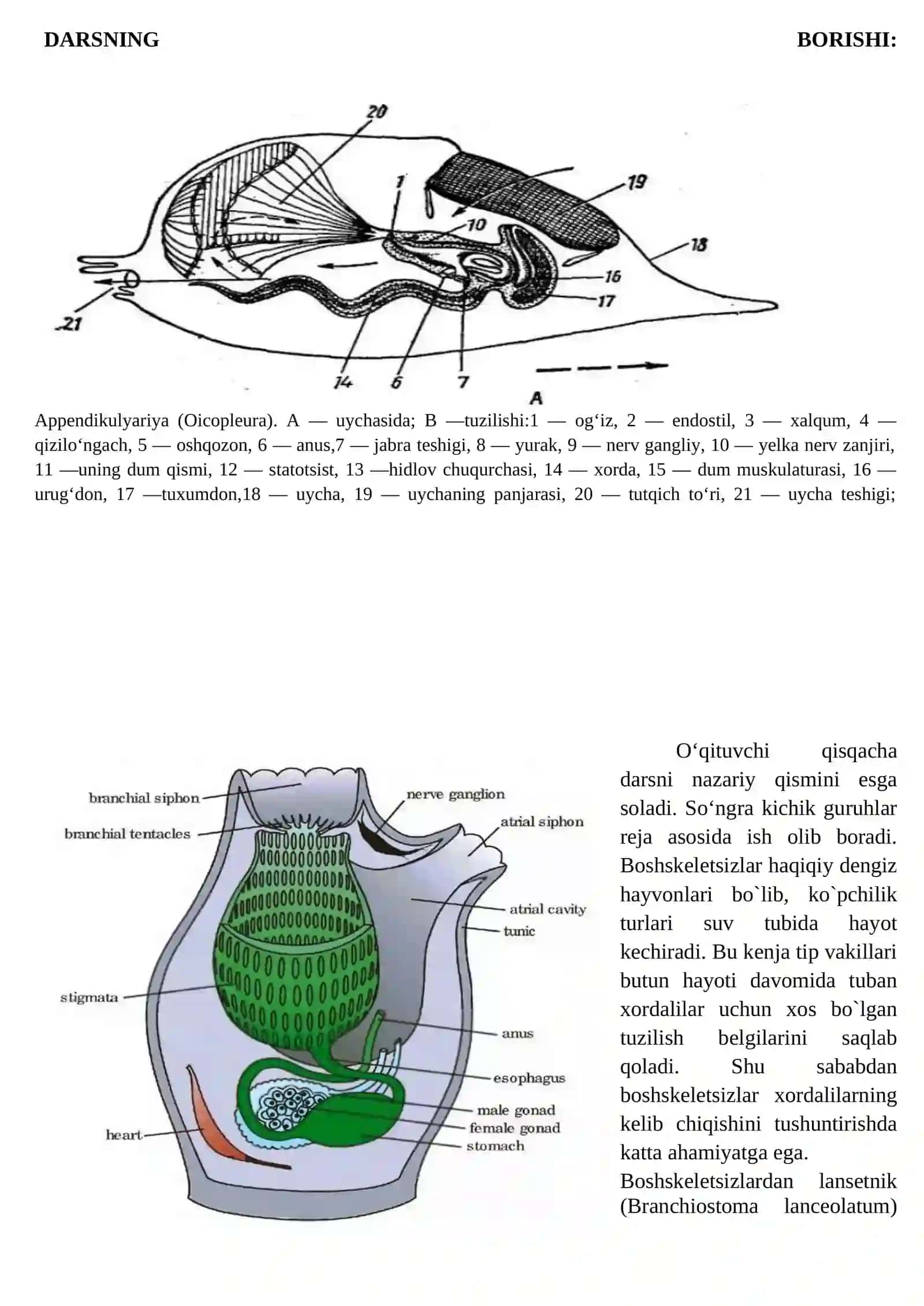 Umurtqalilar zoologiyasi laboratoriya mashg'ulotlar ishlanmasi 4