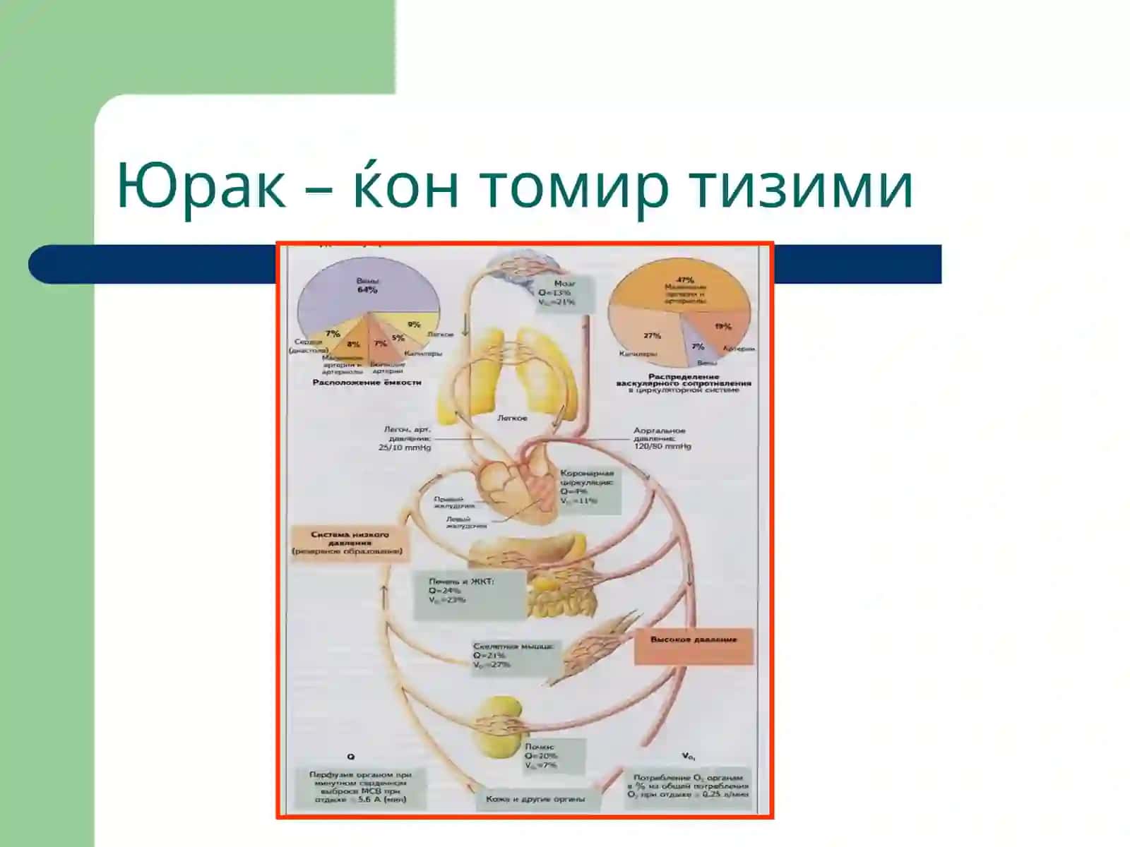 Юрак етишмовчилиги патофизиологияси 4