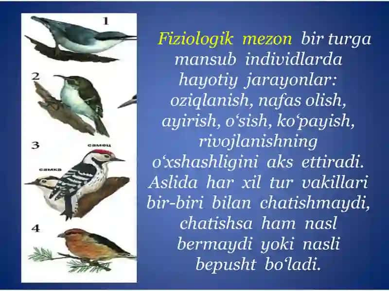 Tur mezonlari 4