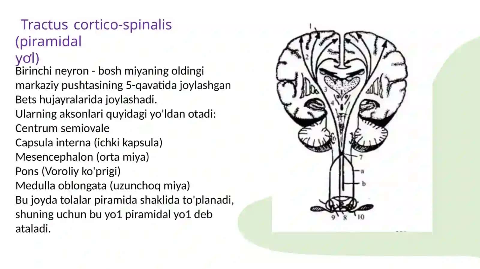 Harakato'tkazuvyo'llari PIRAMIDAL VA KORTIKO-PONTO-SEREBELLAR HARAKAT O'TKAZUV YO'LLARI 4