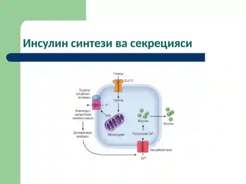 Қандли диабет 4