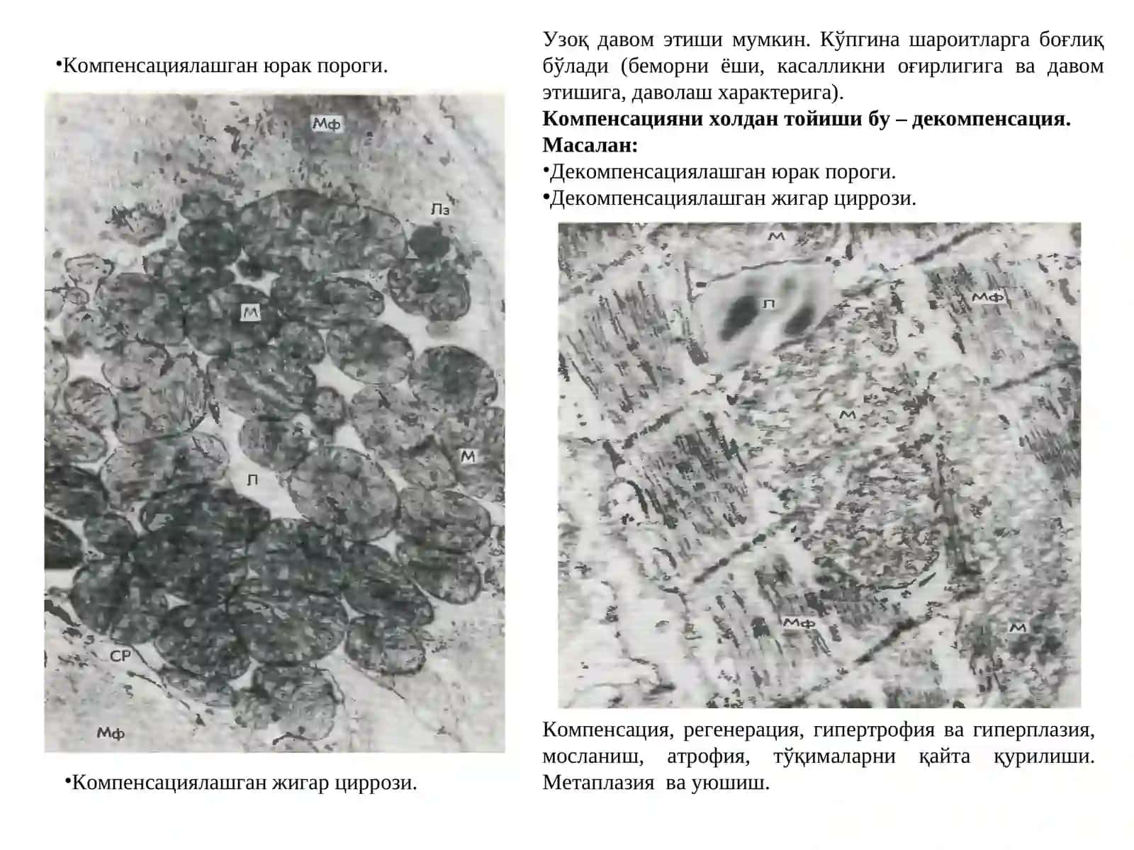 Мосланиш– кенг биологик тушунча 4