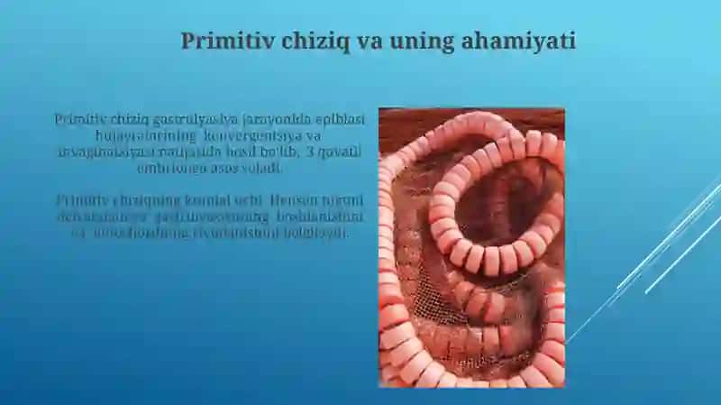 Gastrulyatsiya va о’q organlarning hosil bо„lish 4