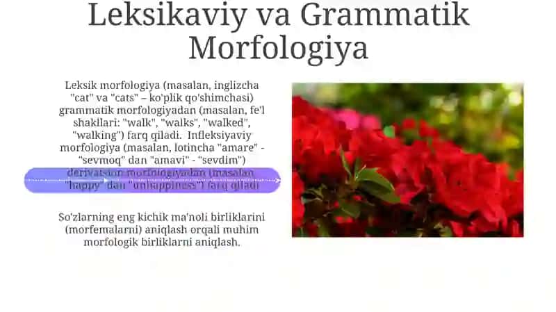 Morfologiya turlari: Infleksiyaviy va Derivativ 4