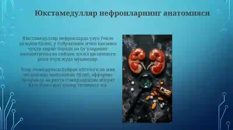 Юкстамедулляр нефронларнинг тузилиши ва вазифаси 4