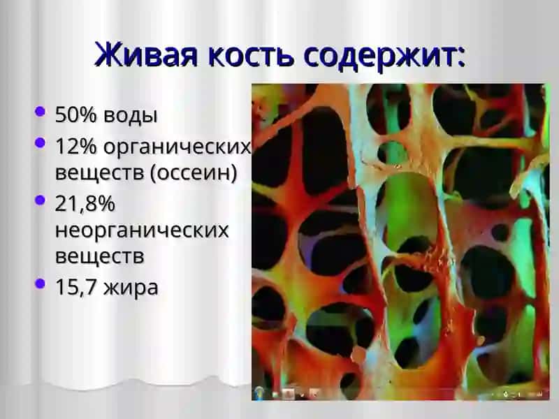 Общая анатомия костной системы 4