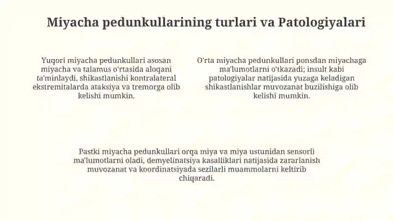 Miyacha pedunkullari: Anatomiya va Fiziologiya 4