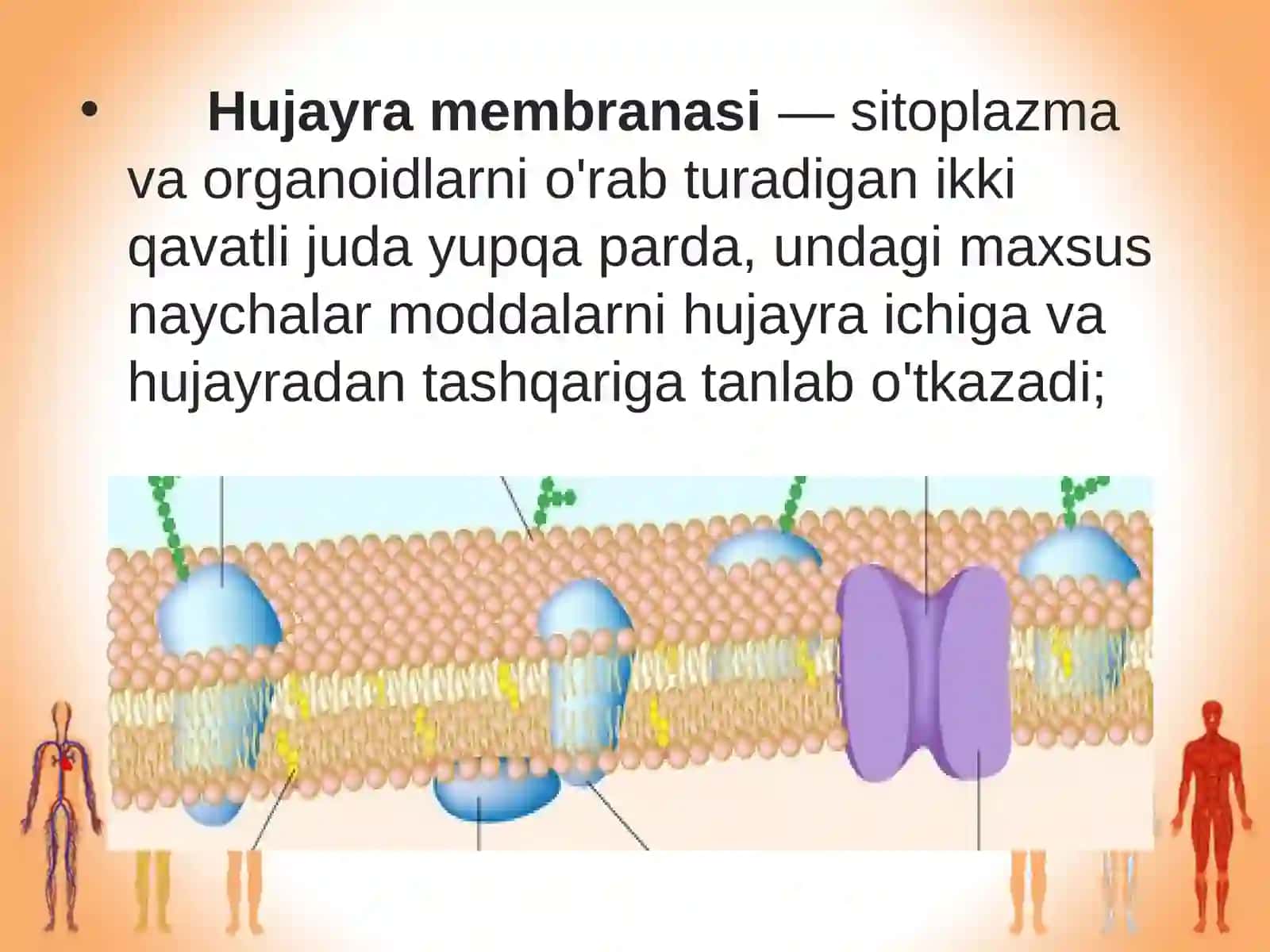 §.Odam organizmining hujayraviy tuzilishi 4