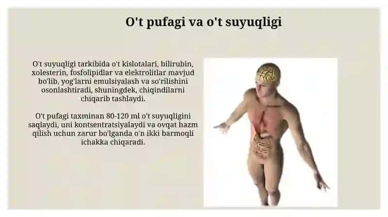 Hazm fiziologiyasi 4