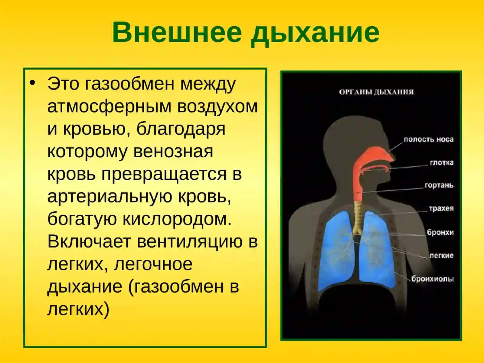 Строение органов дыхания 4