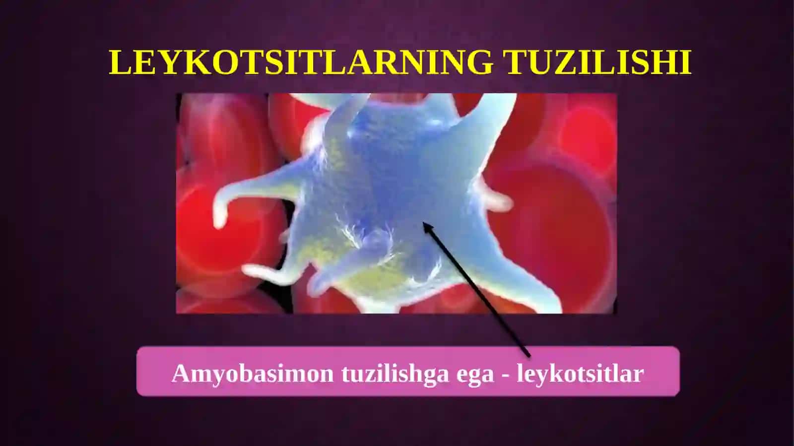 Leykotsitlar 4