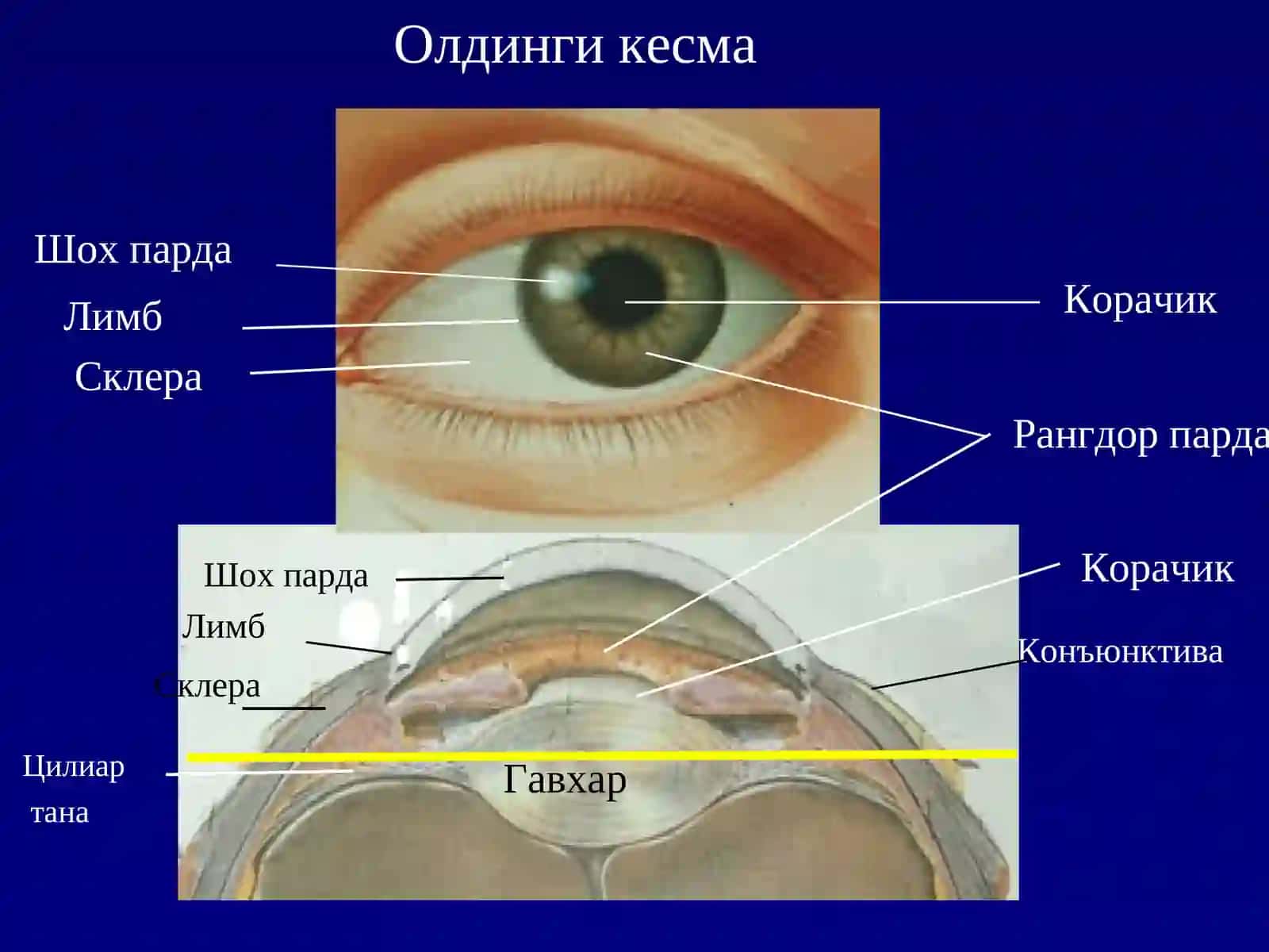 Курув аьзоси клиник анатомияси 4