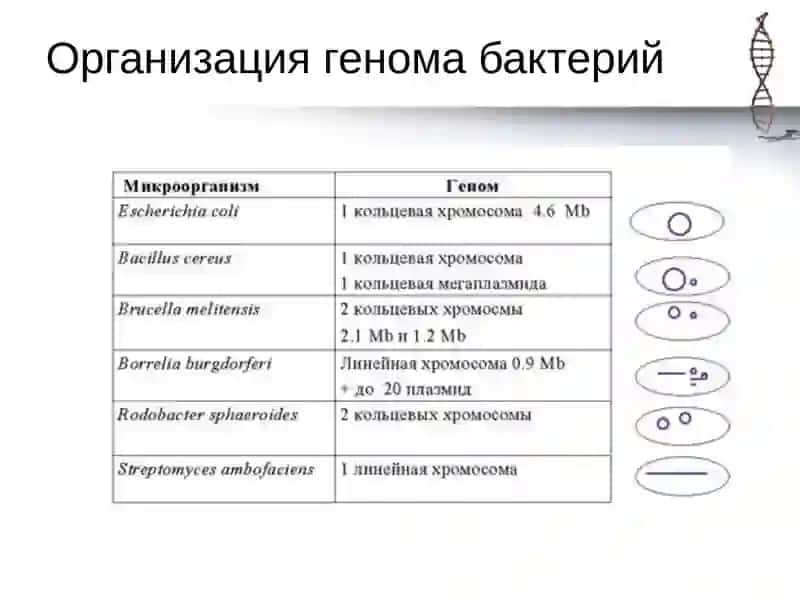 Молекулярные механизмы репликации 4
