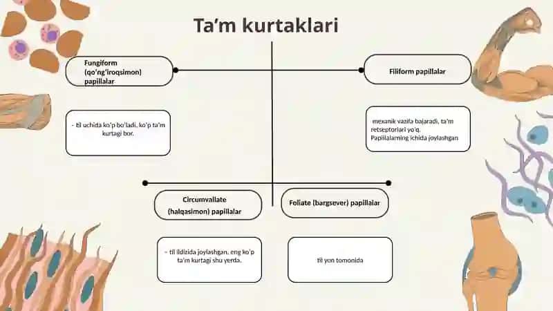 Ta’m bilish a’zolarining morfo-funksional tavsifi 4